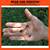 Head for Survival ®  ORANGE Triangular Bandana / Cravat with Printed Survival Information (HFSOrange)